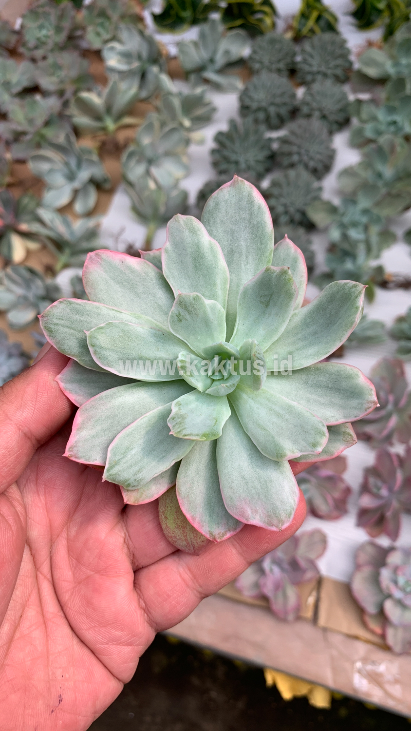 376. Echeveria Lemon and Lime White Mutation - Image 7