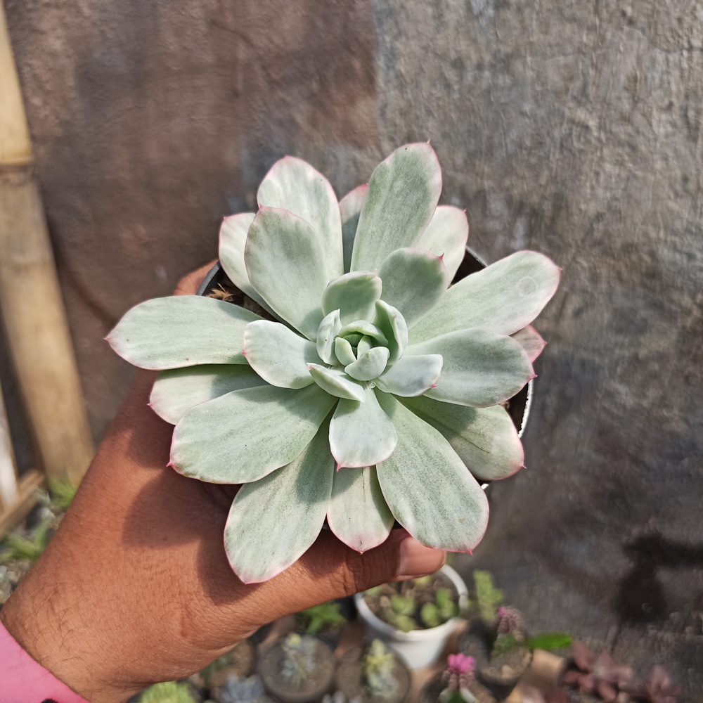 376. Echeveria Lemon and Lime White Mutation - Image 4