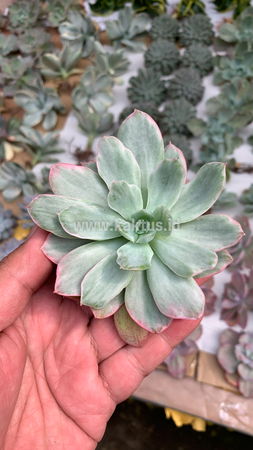 376. Echeveria Lemon and Lime White Mutation - Image 9