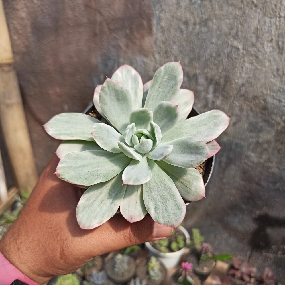 376. Echeveria Lemon and Lime White Mutation - Image 2