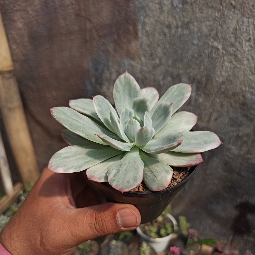 376. Echeveria Lemon and Lime White Mutation - Image 8