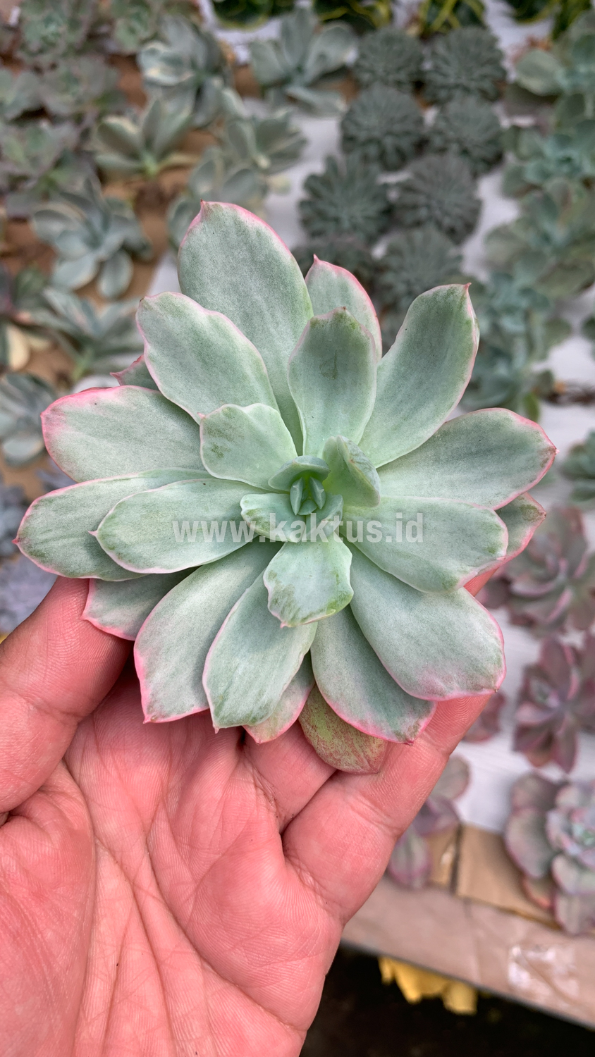376. Echeveria Lemon and Lime White Mutation - Image 3