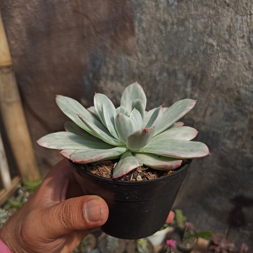 376. Echeveria Lemon and Lime White Mutation - Image 6