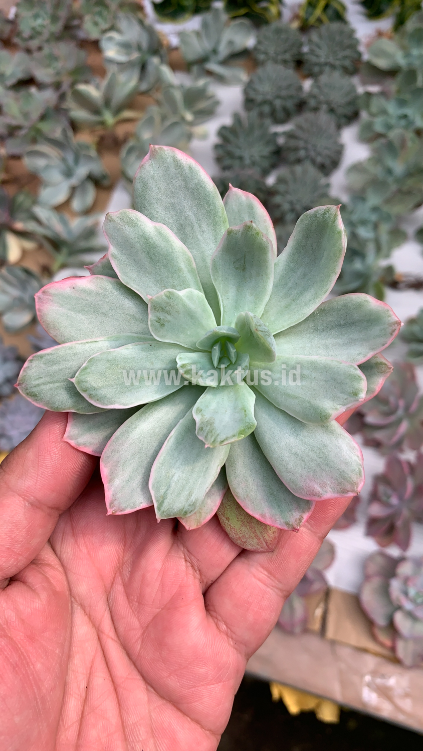 376. Echeveria Lemon and Lime White Mutation - Image 5