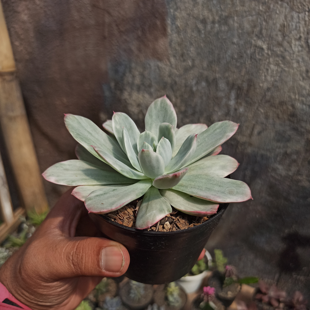 376. Echeveria Lemon and Lime White Mutation - Image 10