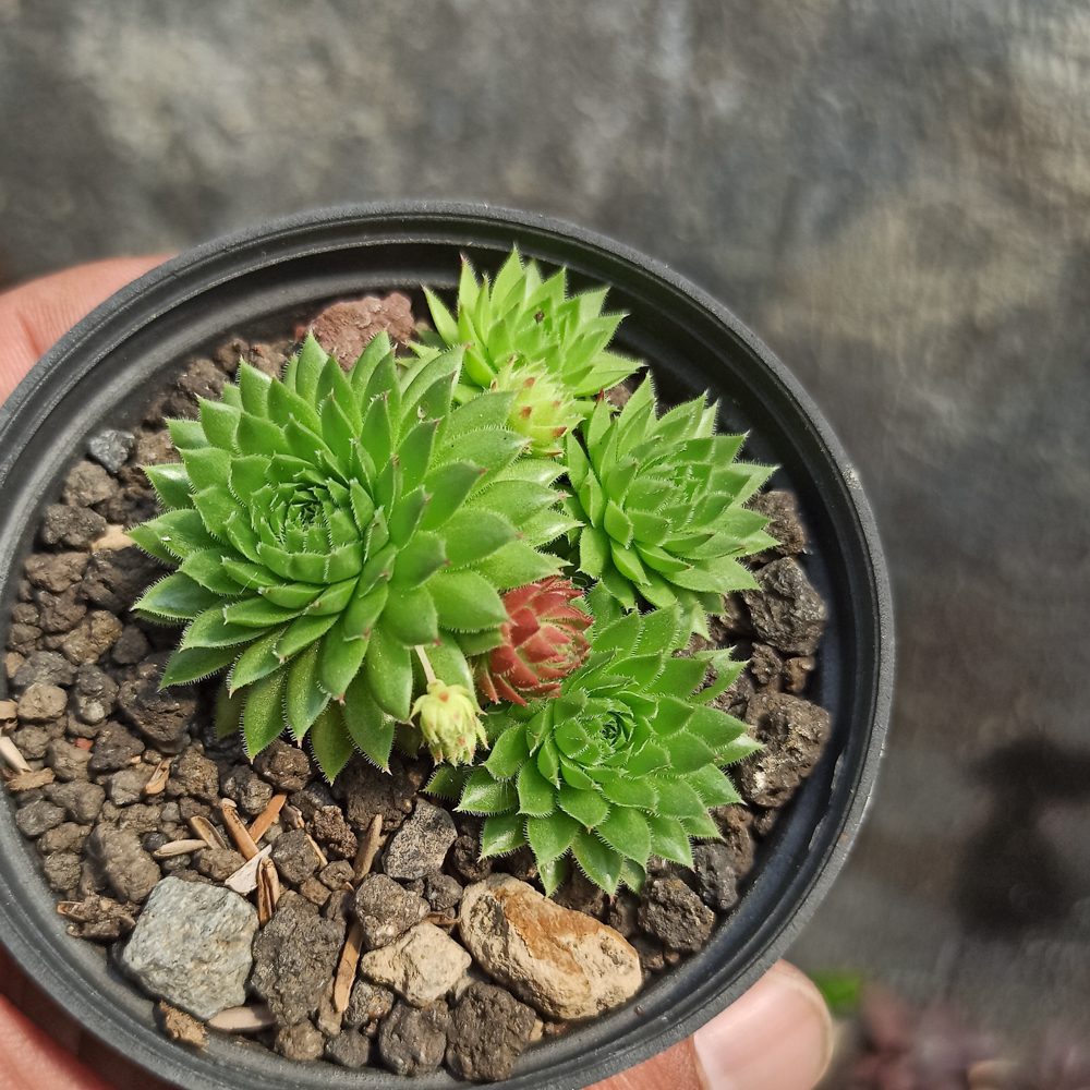 377. Jovibarba Sobolifera - Image 2