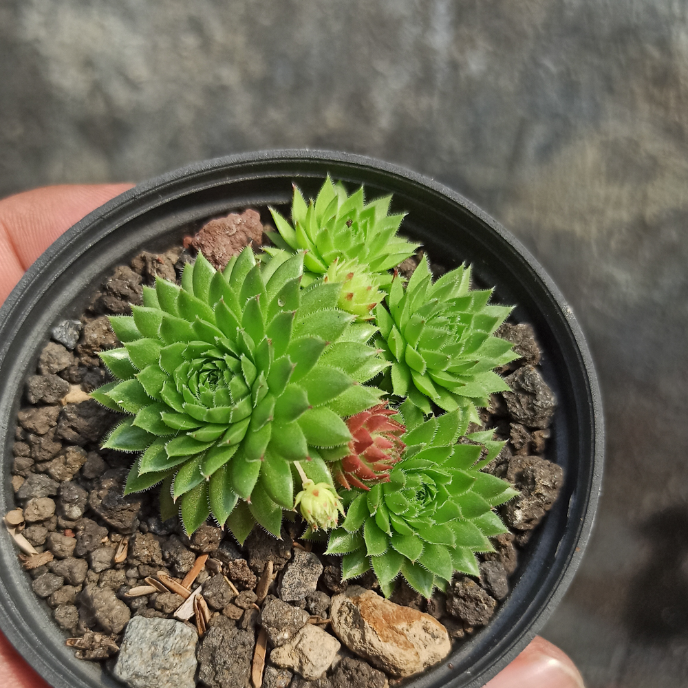 377. Jovibarba Sobolifera - Image 5