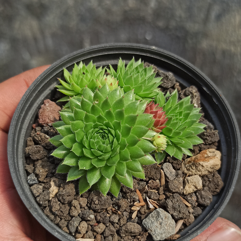 377. Jovibarba Sobolifera - Image 4