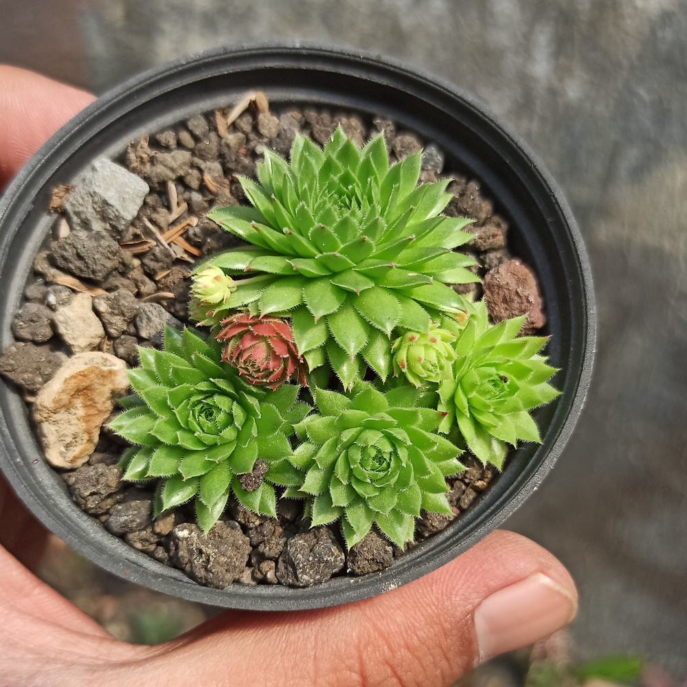 377. Jovibarba Sobolifera - Image 3