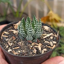 Alternative view of 379. Haworthia Papillosa