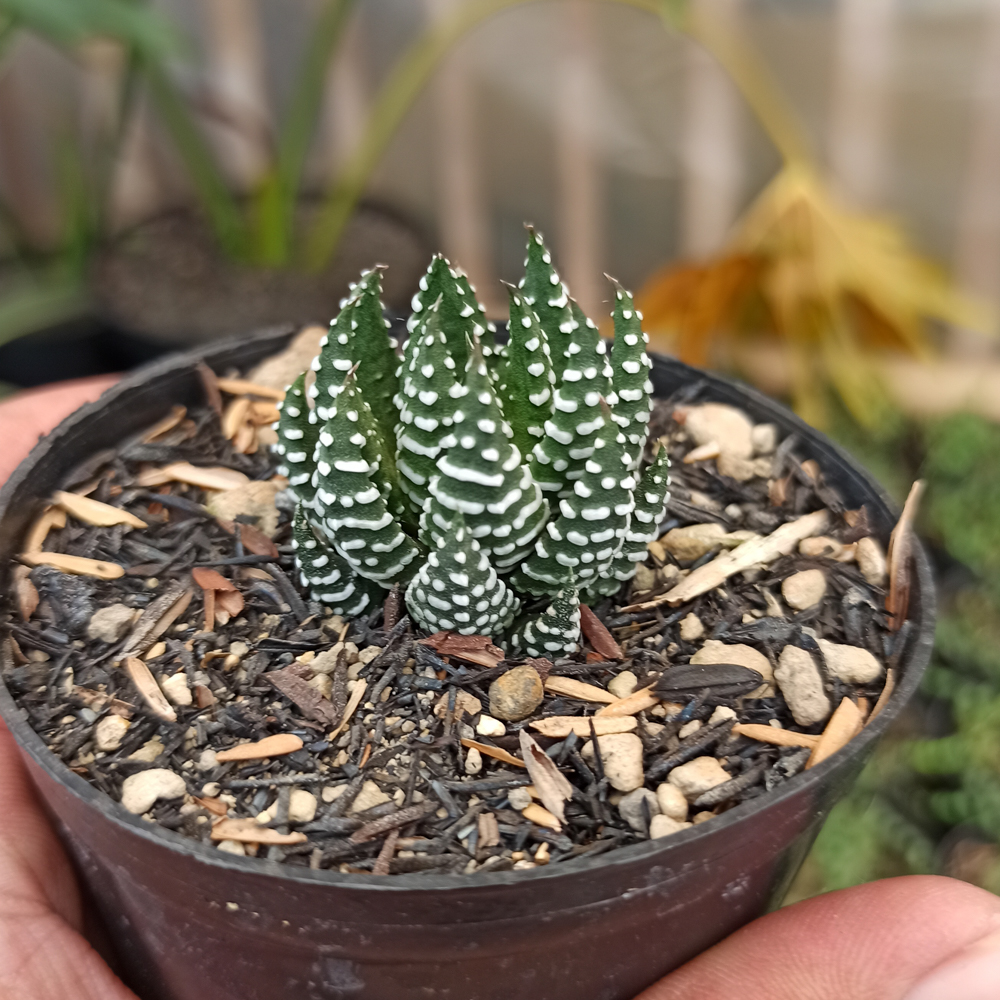 379. Haworthia Papillosa - Image 2