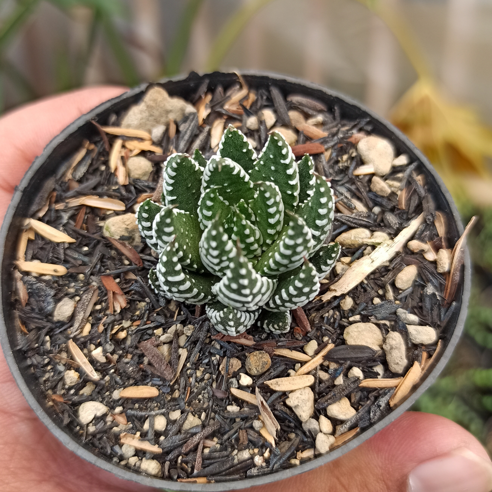 379. Haworthia Papillosa - Image 3