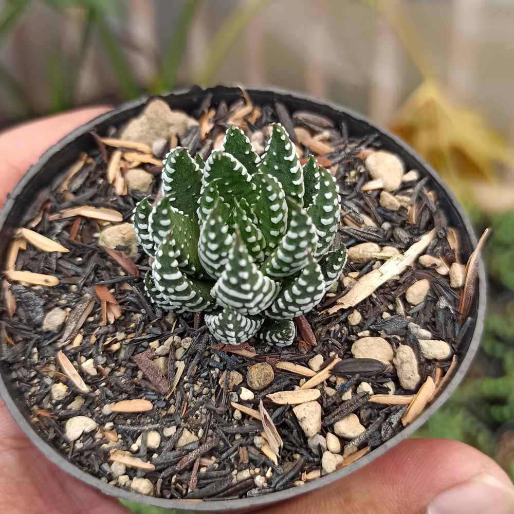 379. Haworthia Papillosa - Image 4