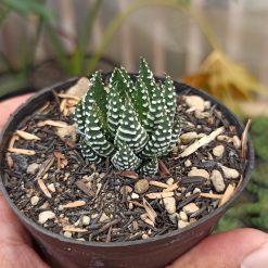 379. Haworthia Papillosa