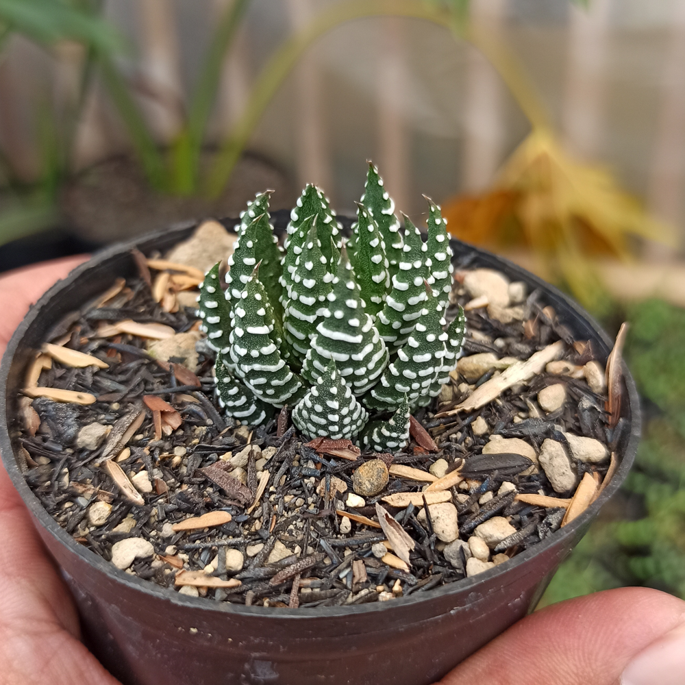 379. Haworthia Papillosa - Image 6