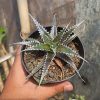 380. Dyckia Bromeliad