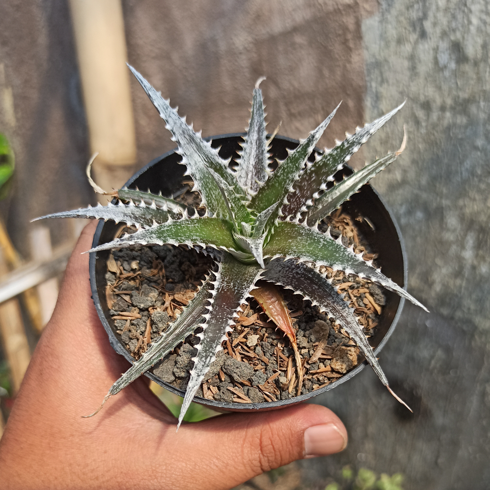 380. Dyckia Bromeliad - Image 3