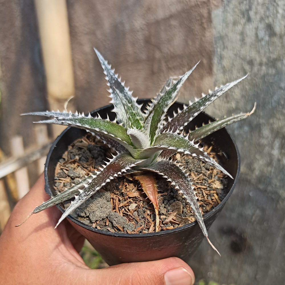 380. Dyckia Bromeliad - Image 4