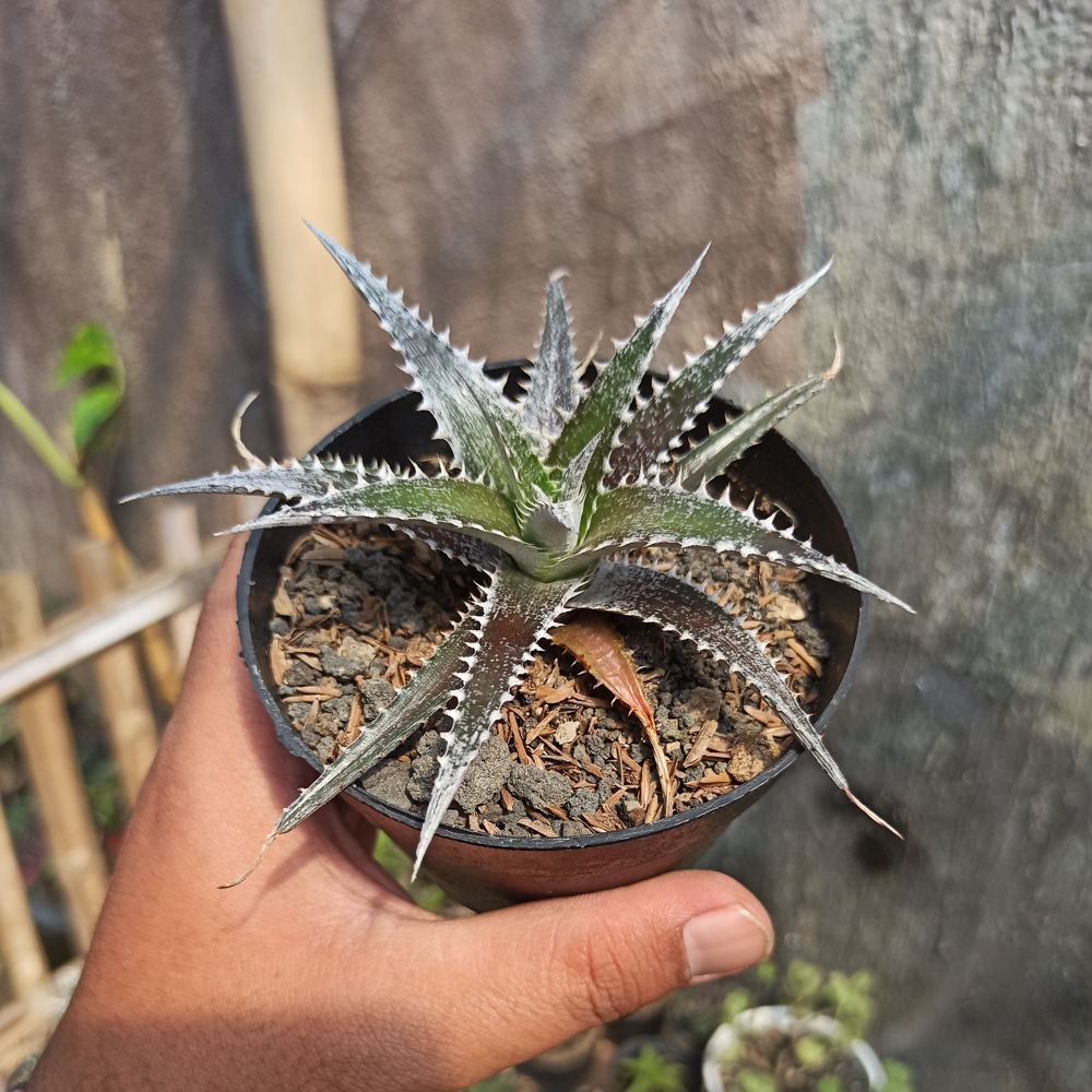 380. Dyckia Bromeliad - Image 5
