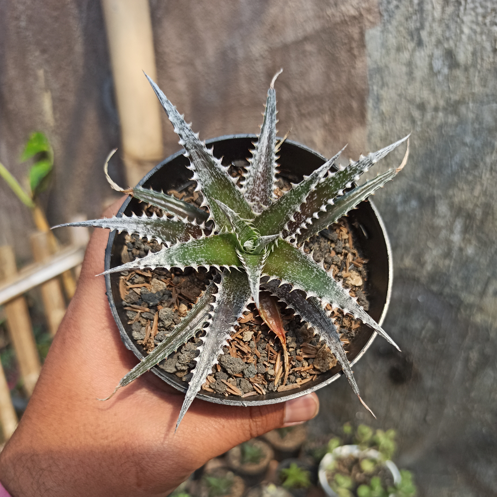 380. Dyckia Bromeliad - Image 6