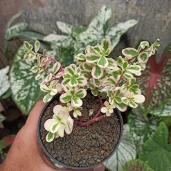 384. Portulaca Pilosa 'Hana Misteria'