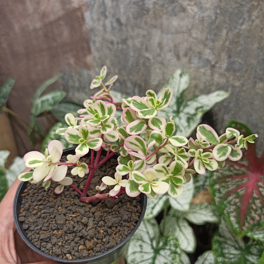 384. Portulaca Pilosa 'Hana Misteria' - Image 6