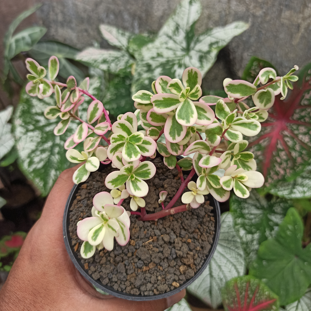 384. Portulaca Pilosa 'Hana Misteria' - Image 3