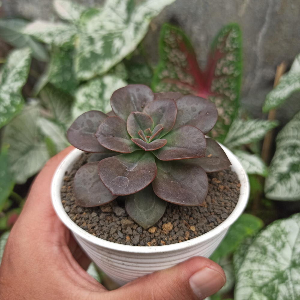 383. Echeveria Chroma - Image 2