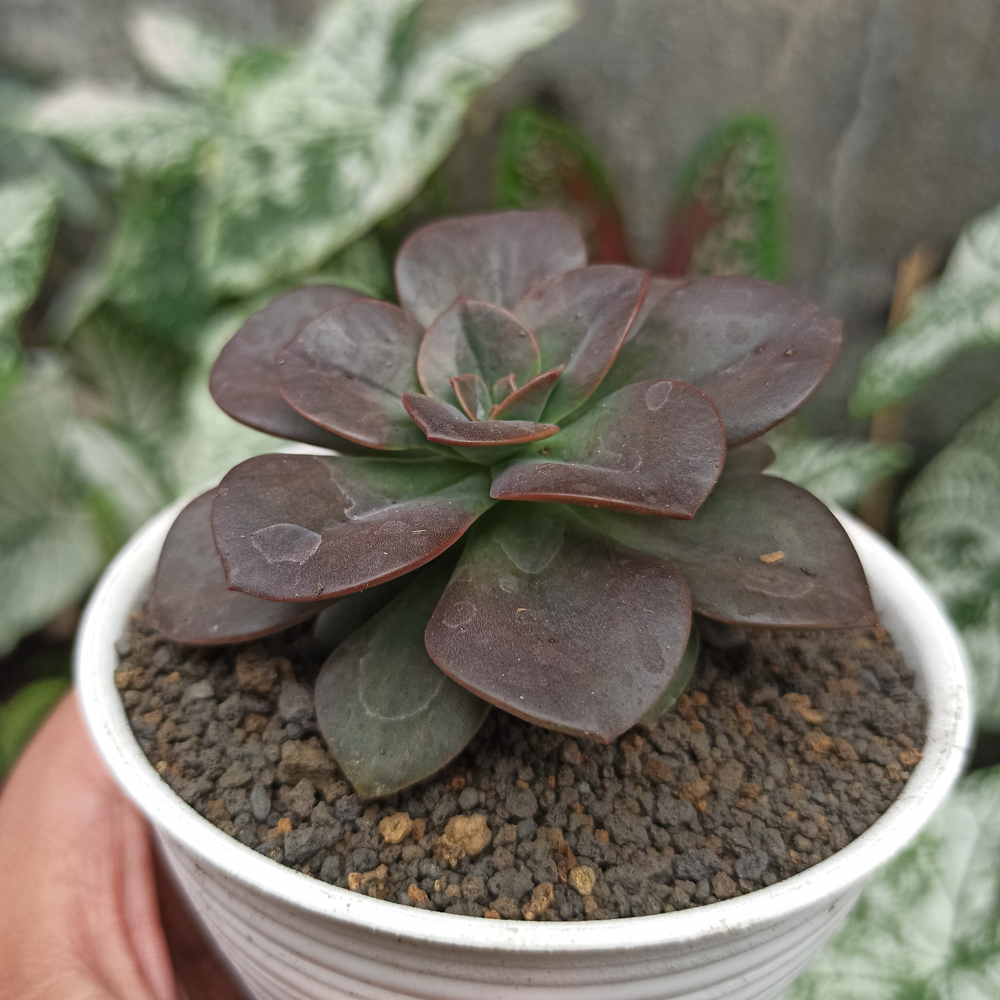 383. Echeveria Chroma - Image 5