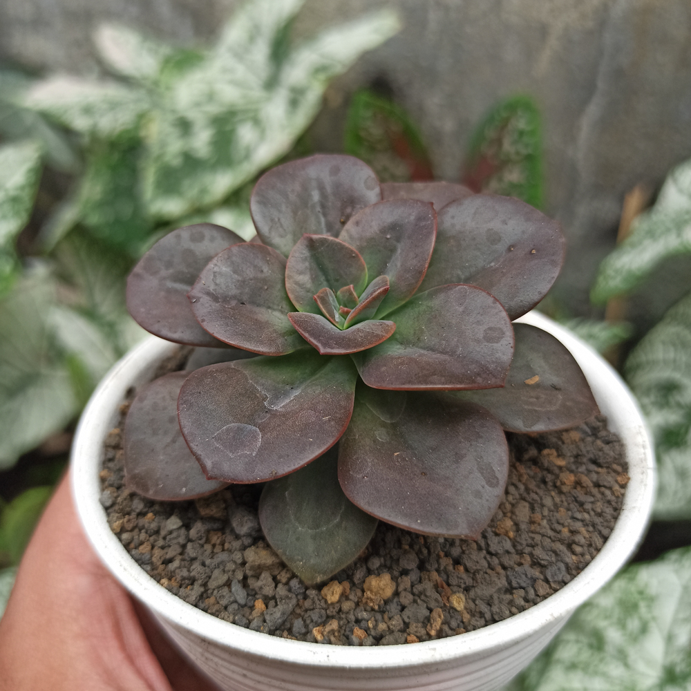 383. Echeveria Chroma - Image 4