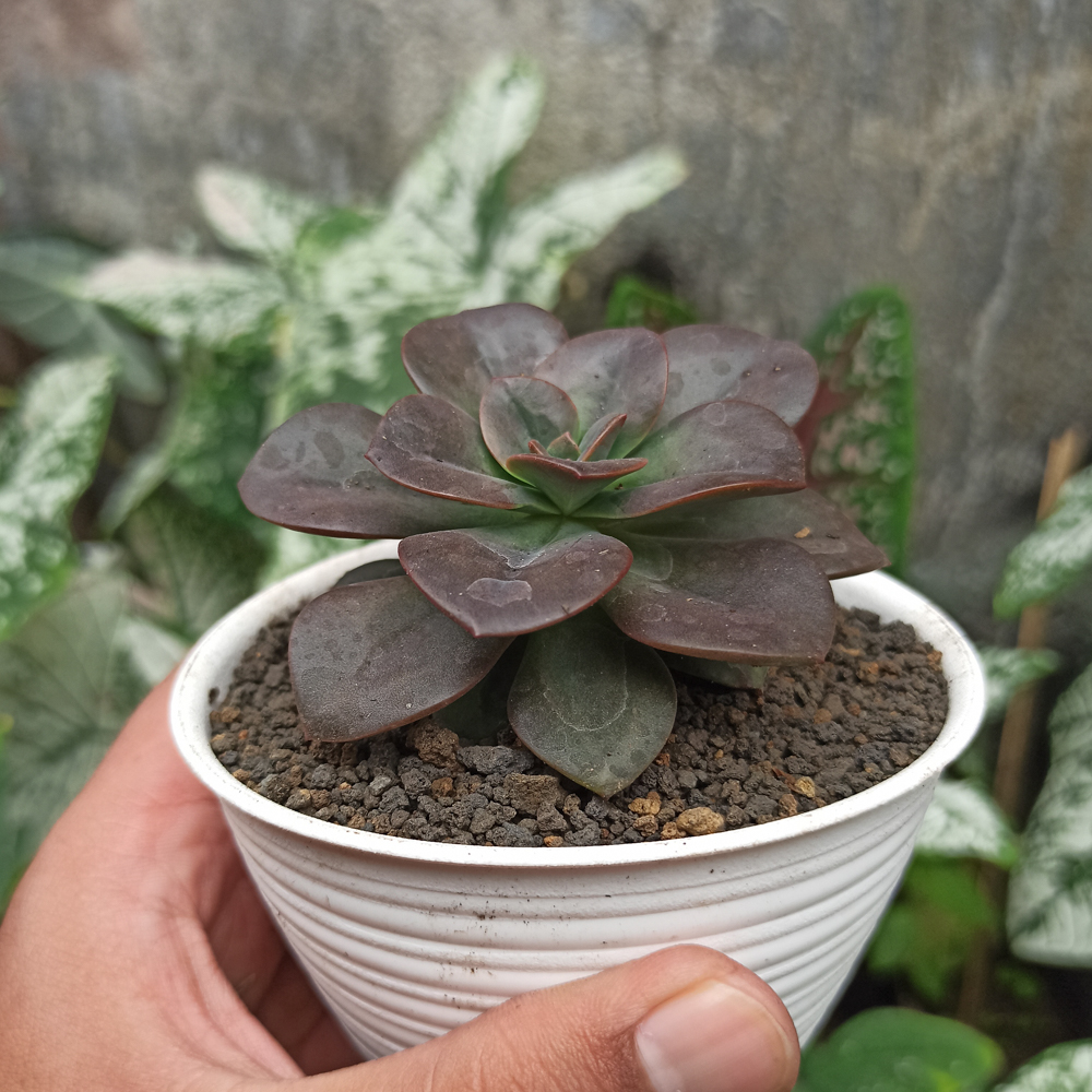 383. Echeveria Chroma - Image 6