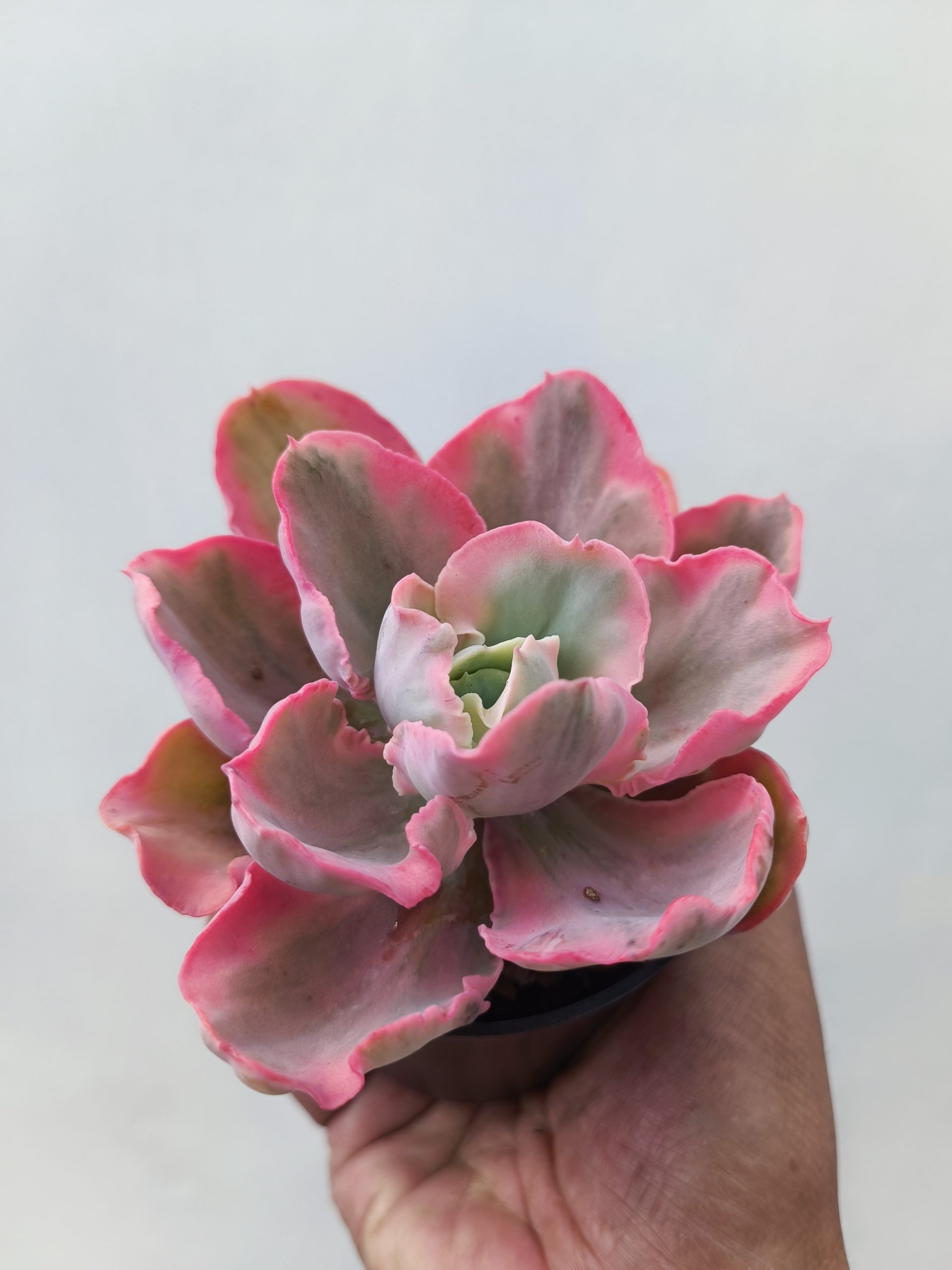 386. Echeveria Chantilly Marginata - Image 3