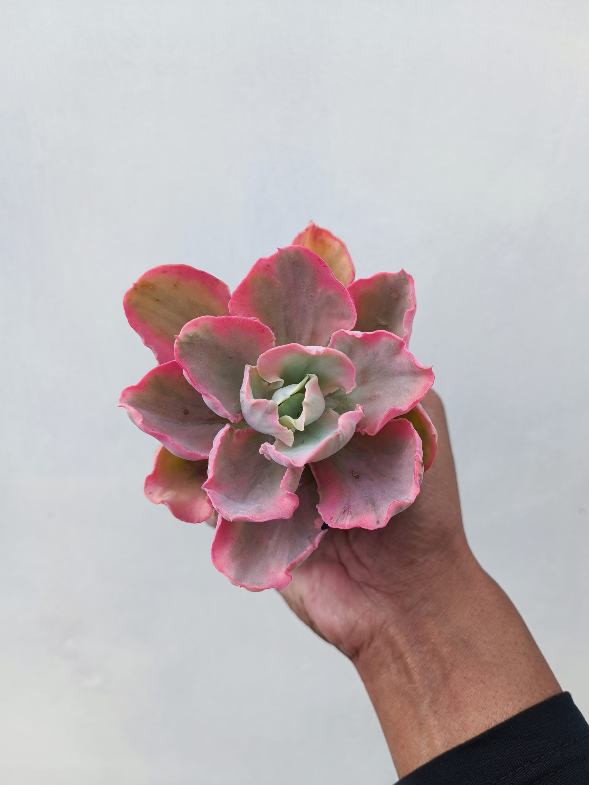 386. Echeveria Chantilly Marginata - Image 4