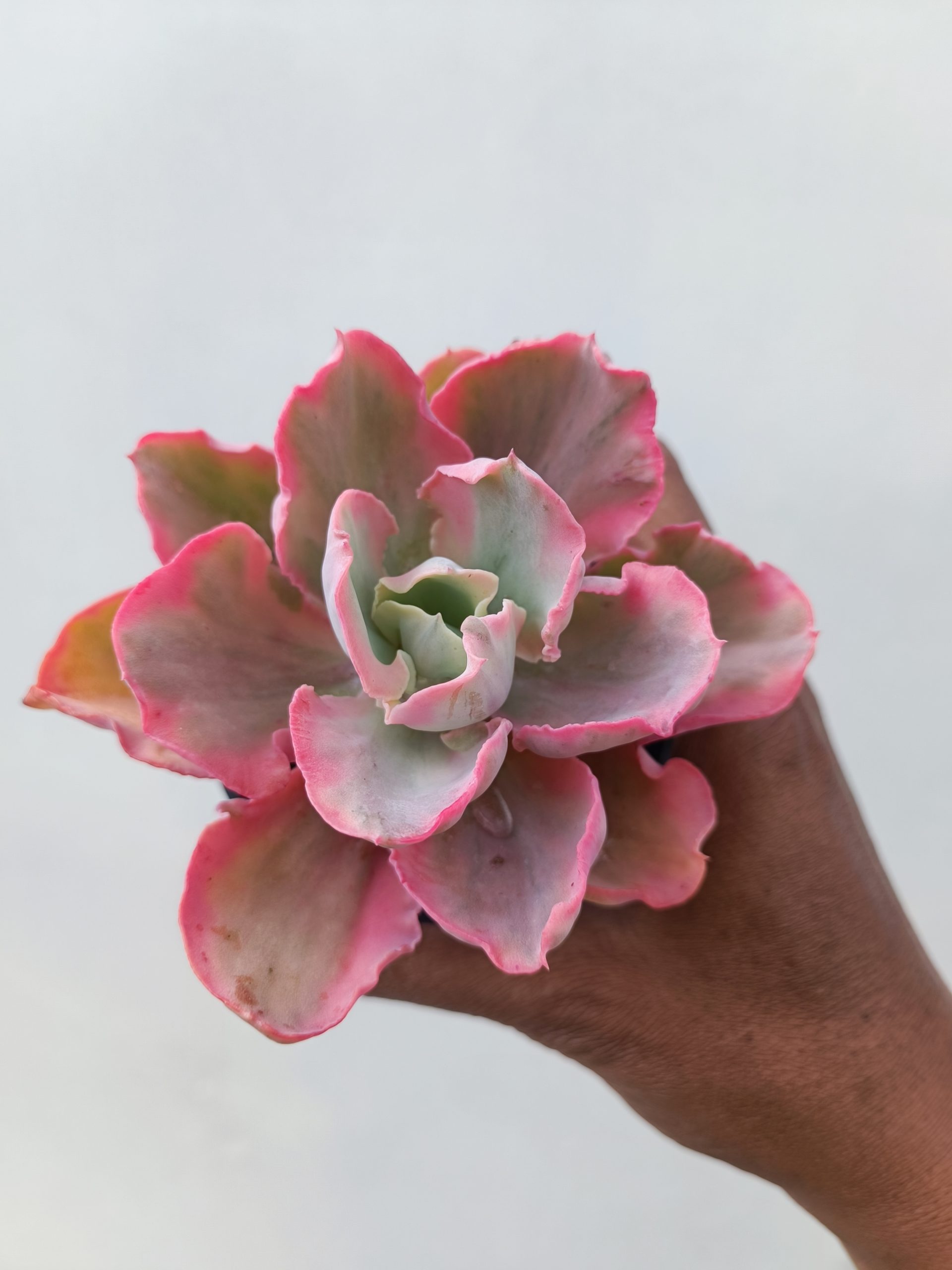 386. Echeveria Chantilly Marginata - Image 5