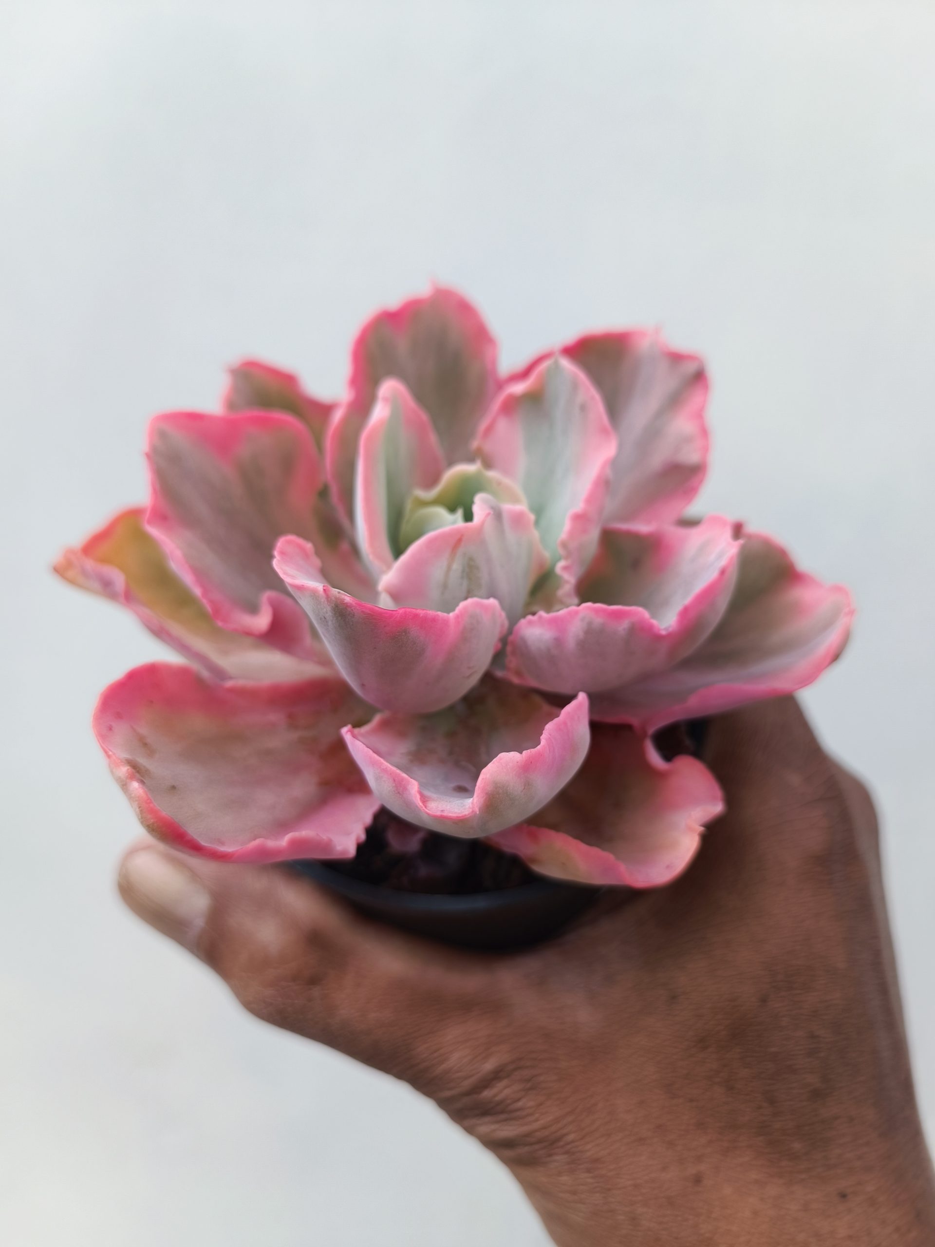 386. Echeveria Chantilly Marginata - Image 6