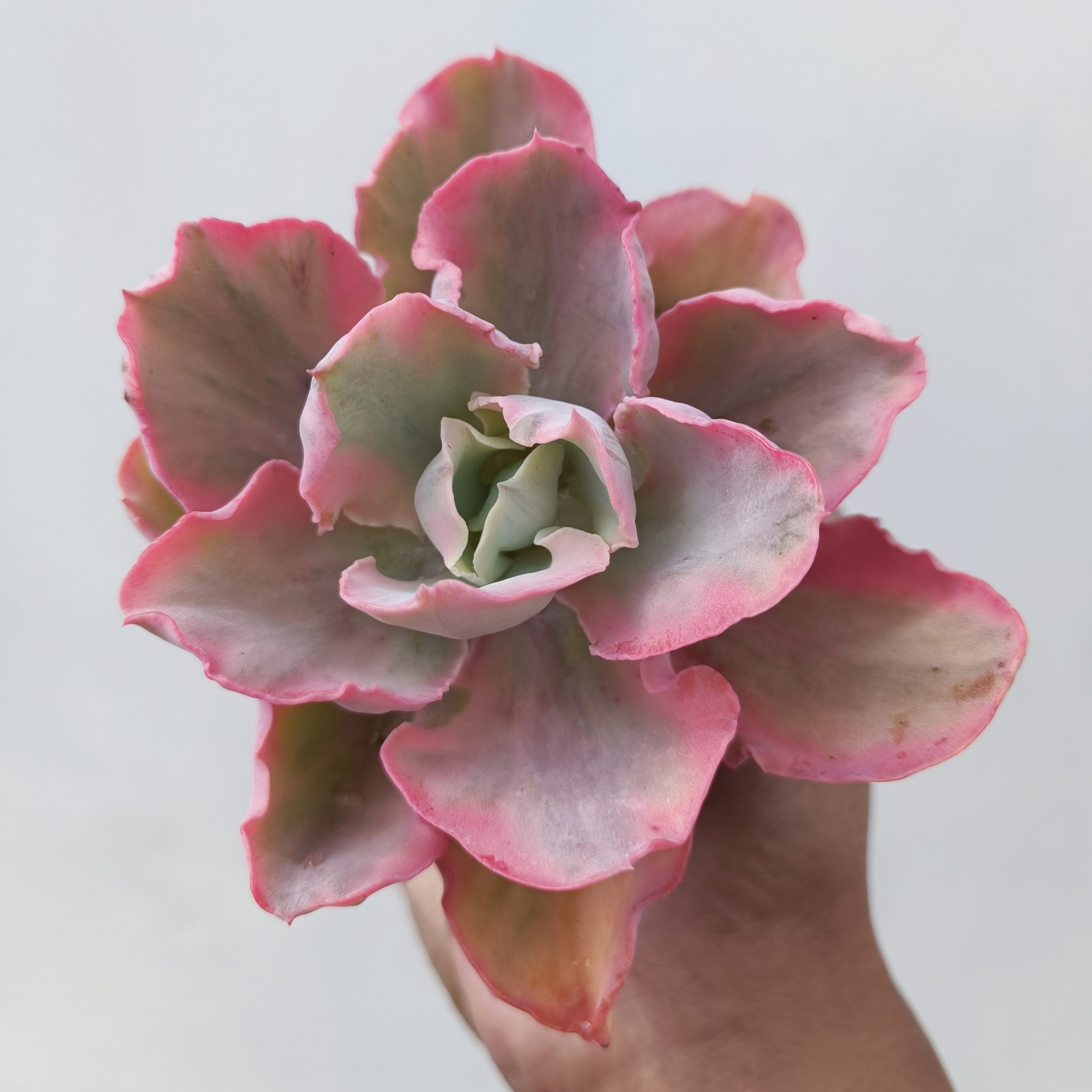 386. Echeveria Chantilly Marginata - Image 7