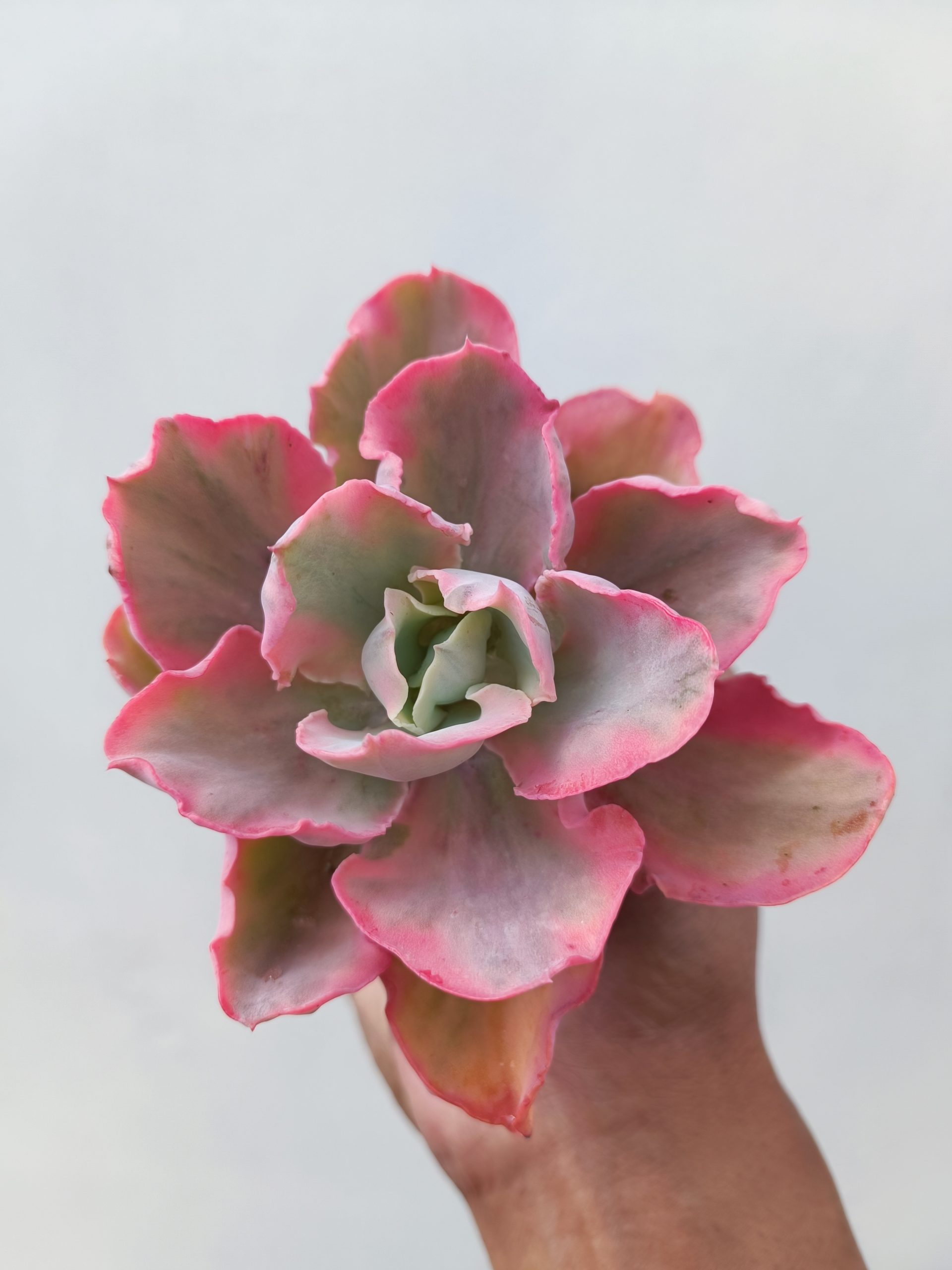 386. Echeveria Chantilly Marginata - Image 8
