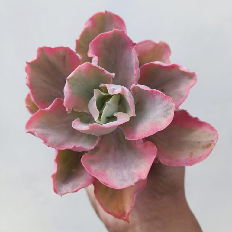 386. Echeveria Chantilly Marginata