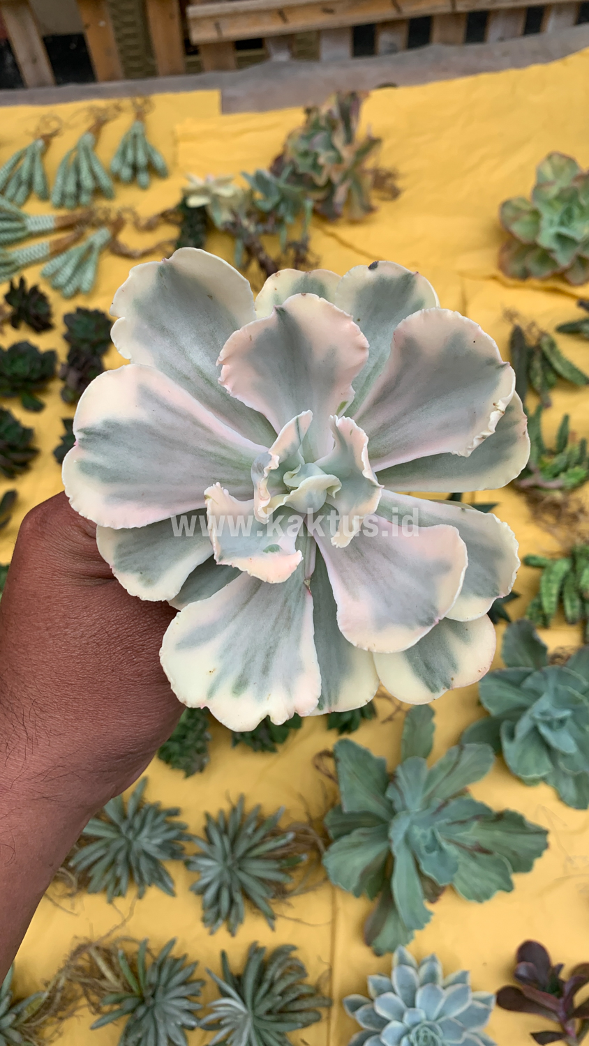 387. Echeveria Chantilly Mutation 'White Angel' - Image 3