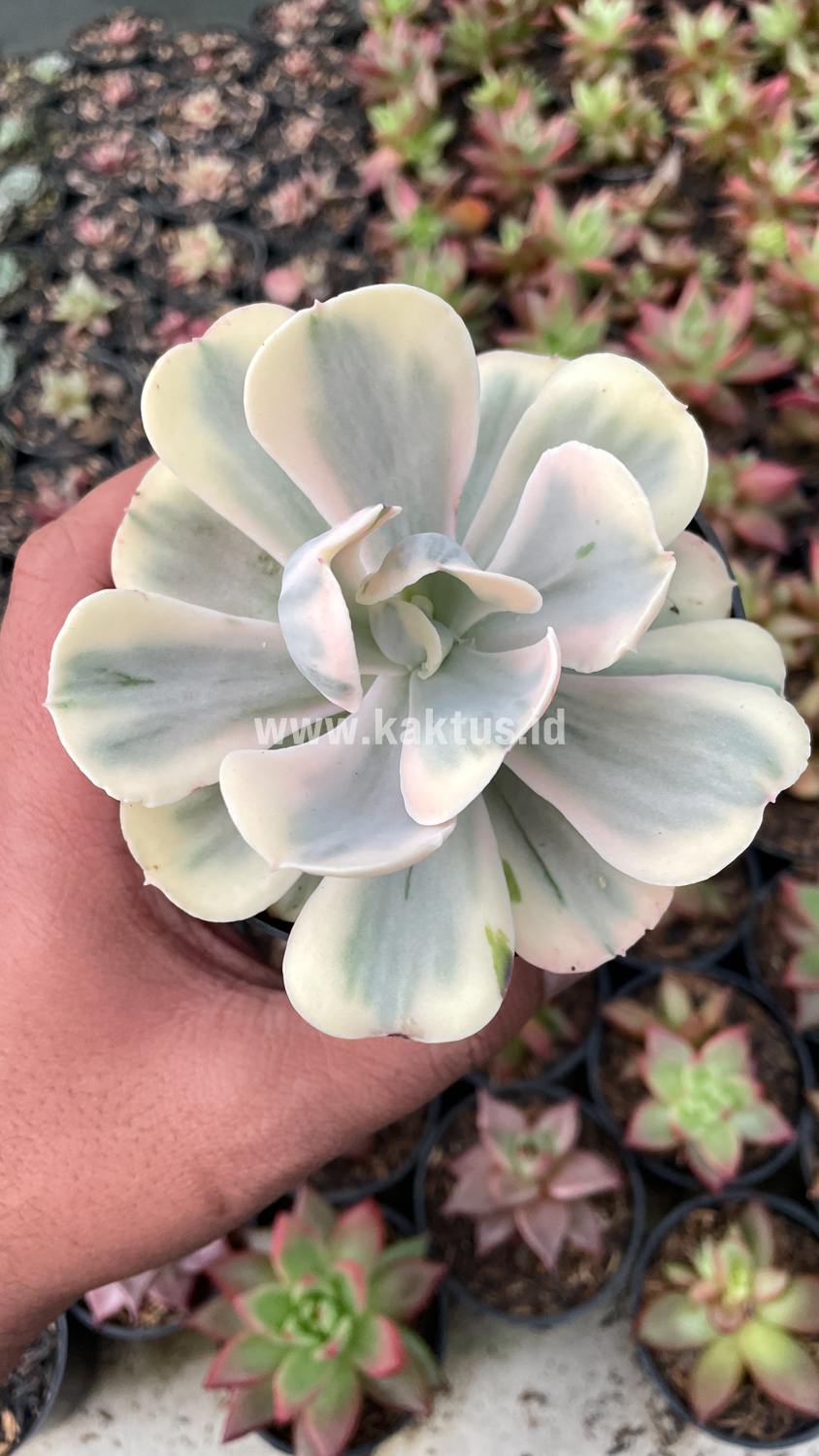 387. Echeveria Chantilly Mutation 'White Angel' - Image 9
