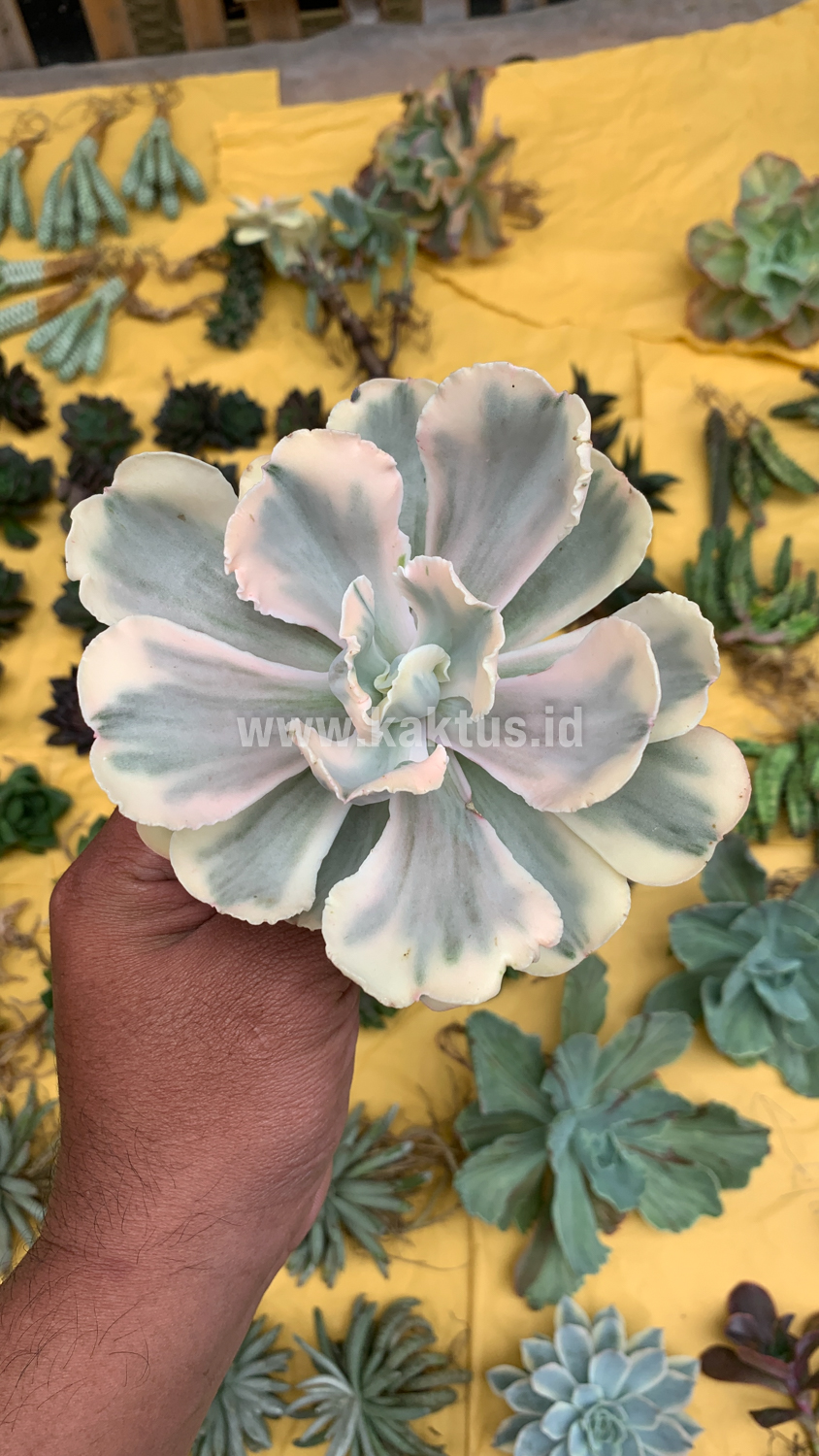 387. Echeveria Chantilly Mutation 'White Angel' - Image 18