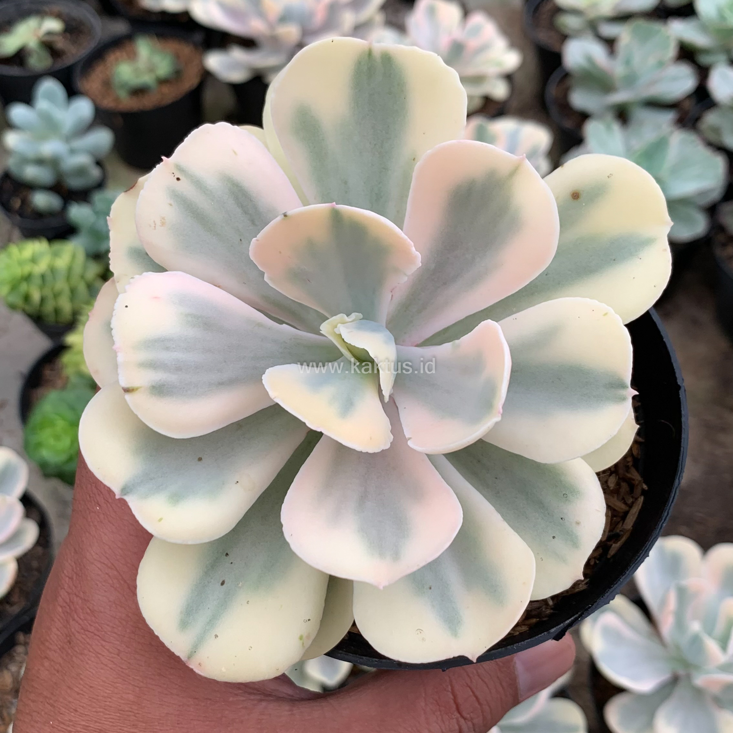 387. Echeveria Chantilly Mutation 'White Angel' - Image 8