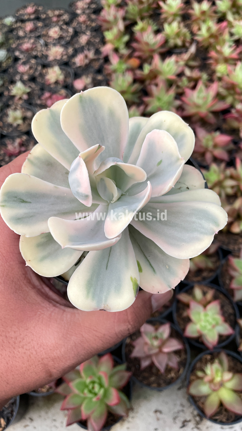 387. Echeveria Chantilly Mutation 'White Angel' - Image 7