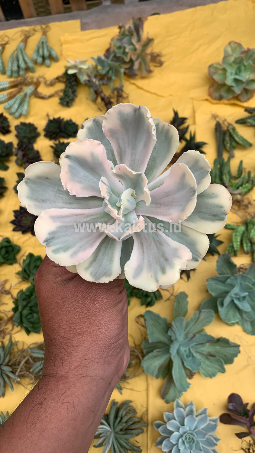 387. Echeveria Chantilly Mutation 'White Angel' - Image 17