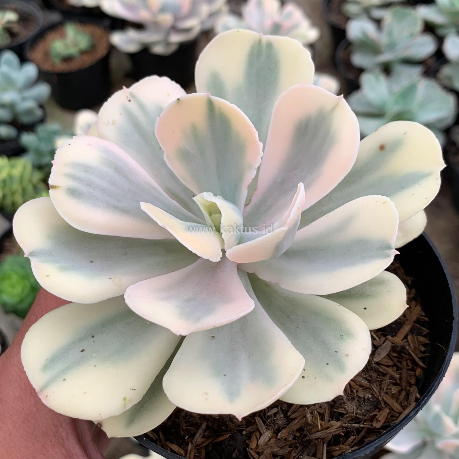 387. Echeveria Chantilly Mutation 'White Angel' - Image 4