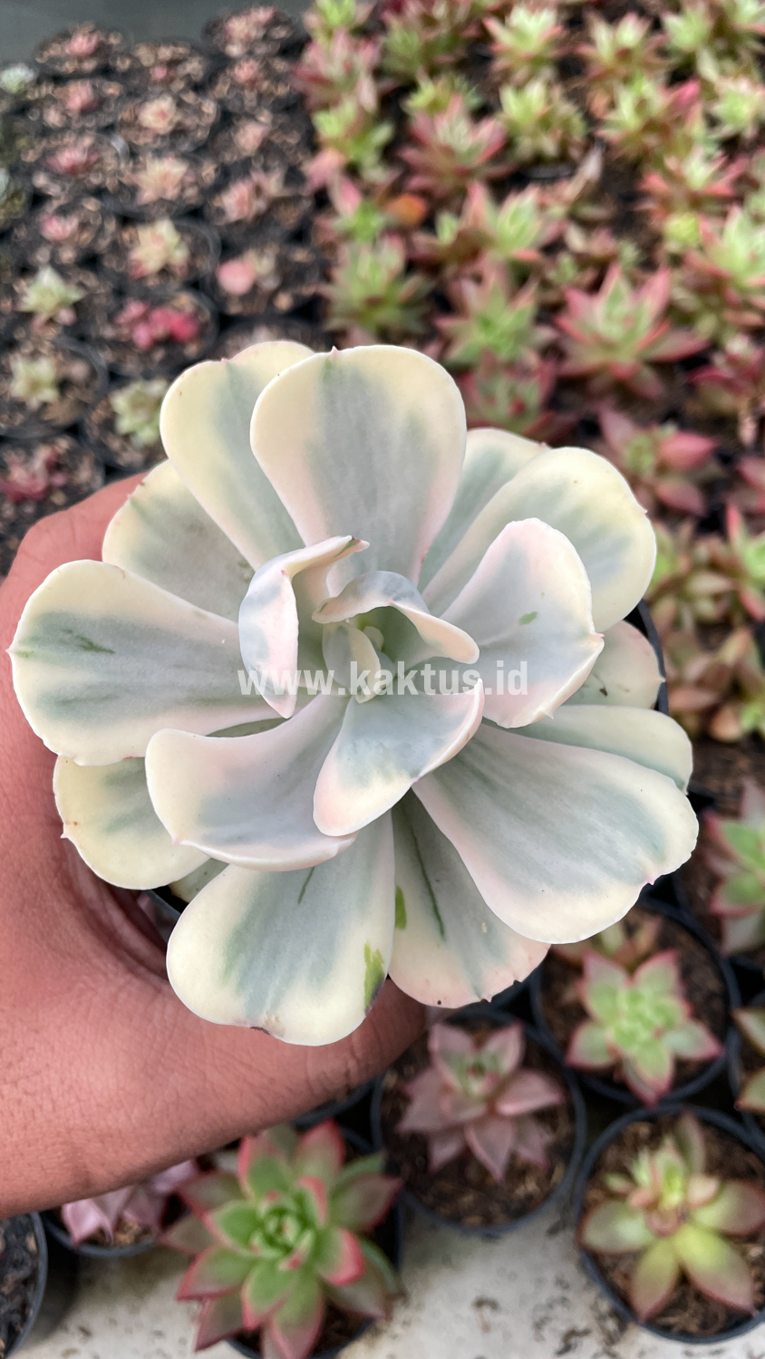 387. Echeveria Chantilly Mutation 'White Angel' - Image 6