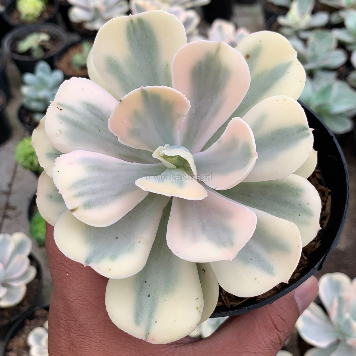 387. Echeveria Chantilly Mutation 'White Angel' - Image 19