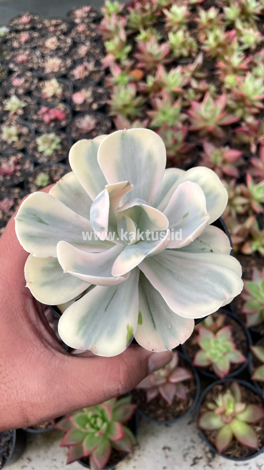387. Echeveria Chantilly Mutation 'White Angel' - Image 13