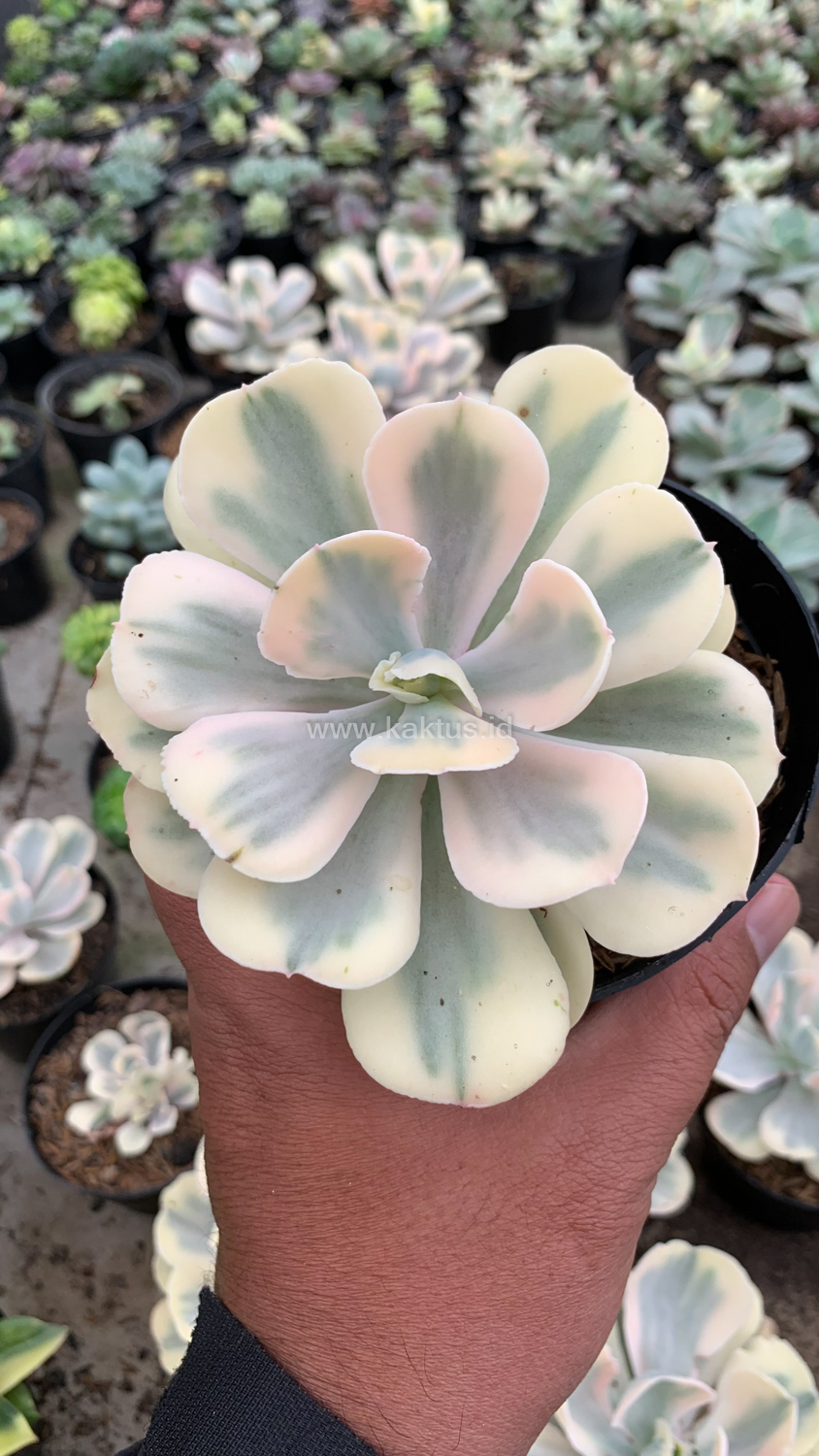 387. Echeveria Chantilly Mutation 'White Angel' - Image 5