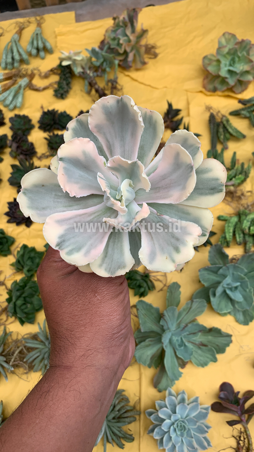 387. Echeveria Chantilly Mutation 'White Angel' - Image 16